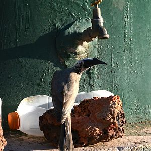 Thirsty silver-crowned friarbird