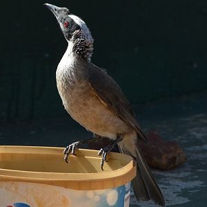 Silver-crowned friarbird