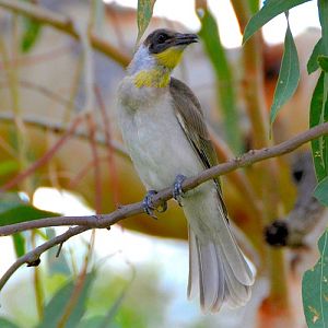 juvenile Little Friarbird