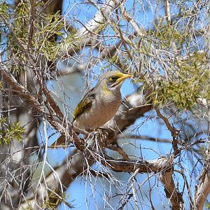 Yellow-throated miner