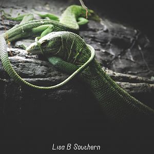 emerald tree monitor - 04.07.2020