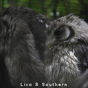 white faced scops owl - 04.07.2020