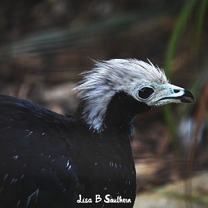 Trinidad piping guan