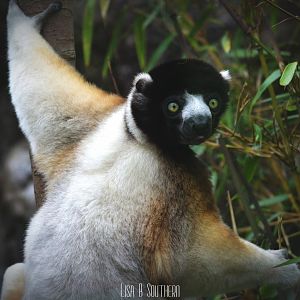 Crowned Sifaka