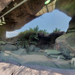 Jul. 2020 - Africa: Okavango Delta - Pancake Tortoise/Egyptian Uromastyx/Painted Agama Exhibit