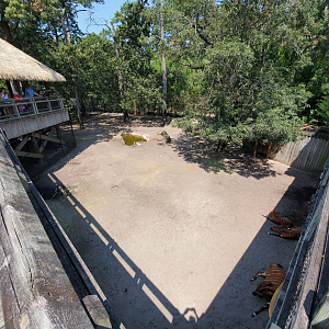 Jul. 2020 - Africa: Okavango Delta - Eastern Bongo/Egyptian Goose Exhibit