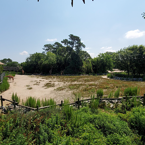 Jul. 2020 - Africa: Okavango Delta - Masai Giraffe/Ostrich/Southern Ground Hornbill Exhibit