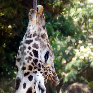 Jul. 2020 - Africa: Okavango Delta - Masai Giraffe