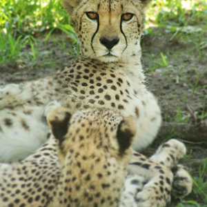 Jul. 2020 - Africa: Okavango Delta - Cheetah