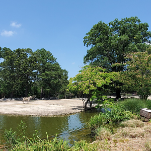 Jul. 2020 - Africa: Okavango Delta - Mountain Zebra/Watusi Cattle Exhibit