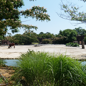 Jul. 2020 - Africa: Okavango Delta - Mountain Zebra/Watusi Cattle Exhibit
