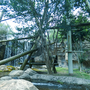 Jul. 2020 - Asia: Trail of the Tiger - White-cheeked Gibbon/Small-clawed Otter Exhibit