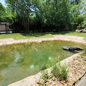 Jul. 2020 - Asia: Trail of the Tiger - Malayan Tapir Exhibit