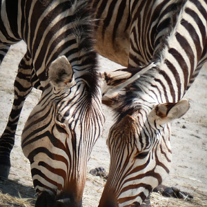 Jul. 2020 - Africa: Okavango Delta - Mountain Zebras