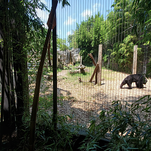 Jul. 2020 - Asia: Trail of the Tiger - Asian Black Bear Exhibit