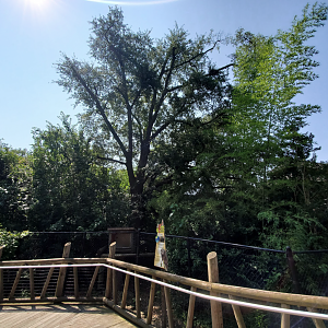 Jul. 2020 - Asia: Trail of the Tiger - Bearcat Exhibit