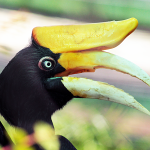 Jul. 2020 - Asia: Trail of the Tiger - Rhinoceros Hornbill