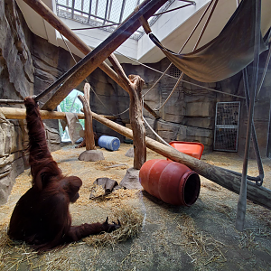 Jul. 2020 - Asia: Trail of the Tiger - Indoor Bornean Orangutan Exhibit