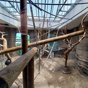 Jul. 2020 - Asia: Trail of the Tiger - Indoor Siamang Exhibit