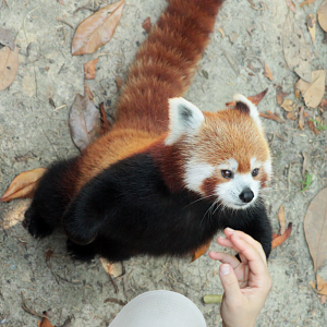 Jul. 2020 - Asia: Trail of the Tiger - Red Panda