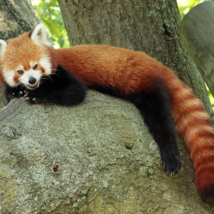 Jul. 2020 - Asia: Trail of the Tiger - Red Panda