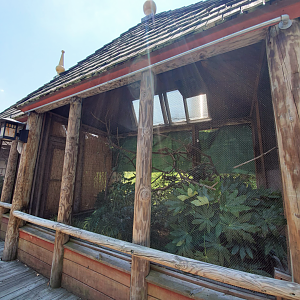 Jul. 2020 - Asia: Trail of the Tiger - Tawny Frogmouth Exhibit