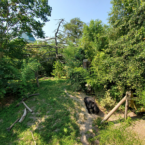 Jul. 2020 - Asia: Trail of the Tiger - Sun Bear Exhibit