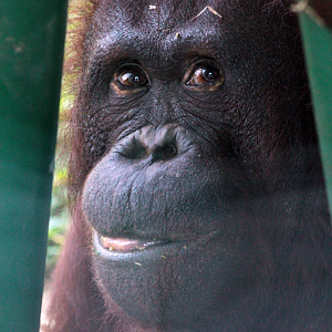 Jul. 2020 - Asia: Trail of the Tiger - Bornean Orangutan