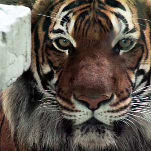 Jul. 2020 - Asia: Trail of the Tiger - Malayan Tiger