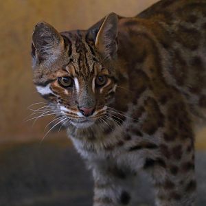 Zigong Colored Lantern Park - Asian golden cat