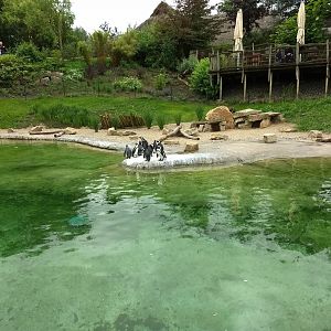 New African pinguin enclosure