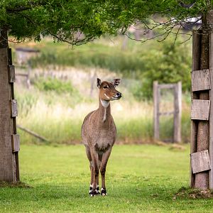 Nilgai : Whipsnade : 29 Jun 2020