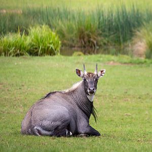 Nilgai : Whipsnade : 29 Jun 2020