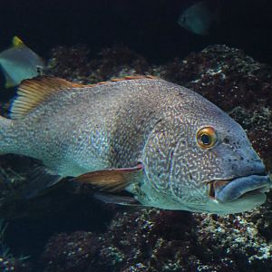 Giant sweetlips (Plectorhinchus albovittatus), 2020-05-24