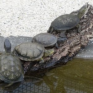 New Species 06/2020: European pond turtle