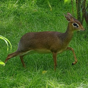New Species 06/2020: Kirk's dikdik