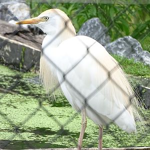 New Species 06/2020: Cattle Egret