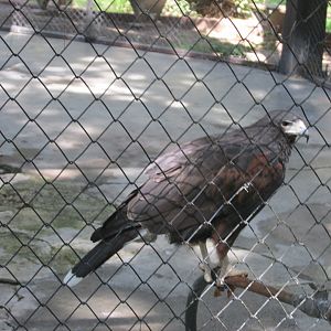harris hawk