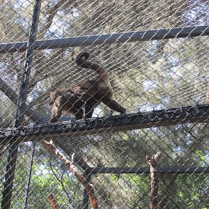 BROWN CAPUCHIN MONKEY