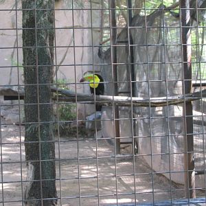 KEEL BILLED TOUCAN AVIARY