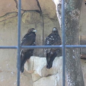 MEXICAN GOLDEN EAGLES