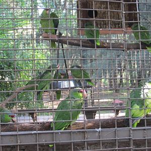 LILAC CROWNED AMAZON PARROTS
