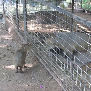 CAPYBARAS