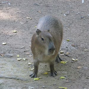 CAPYBARA
