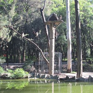 ISLAND FOR MEXICAN SPIDER MONKEYS