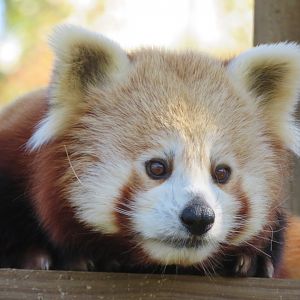 Red Panda at Wildlife HQ 2020