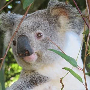 Koala at Wildlife HQ Zoo 2020
