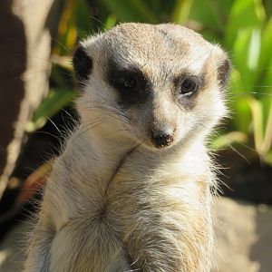 Meerkat at Wildlife HQ Zoo 2020