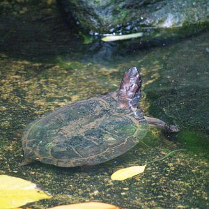 Cyclemys enigmatica ?