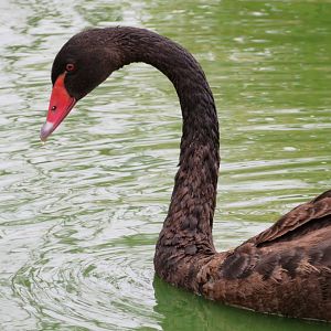 Black Swan at Darling Downs Zoo, December 2019